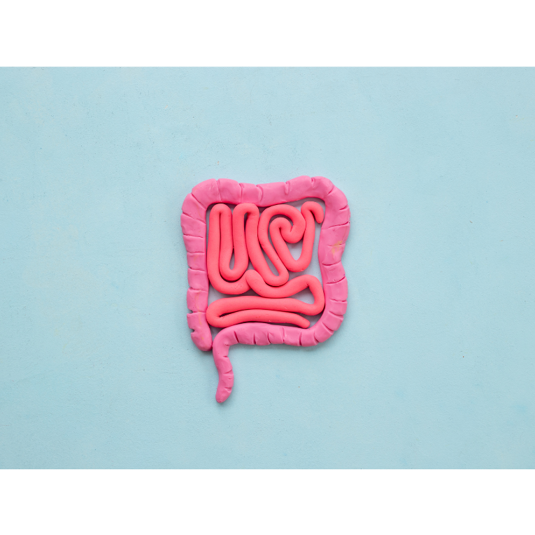 A stylised representation of the human intestines using pink modelling clay.